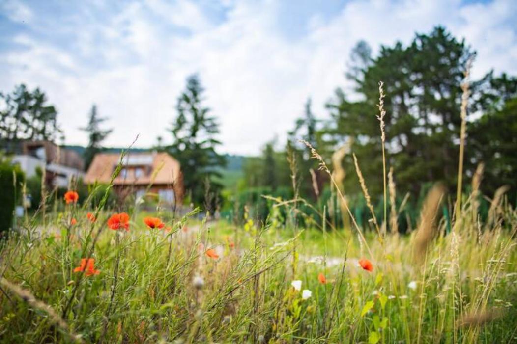 Le Holzberg et ses Suites Osenbach Exterior foto